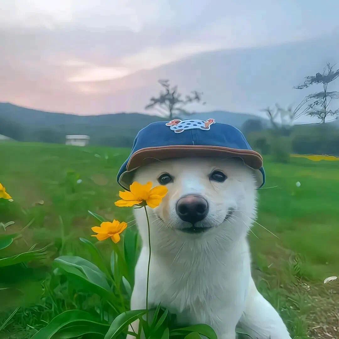 兮兮爱学习