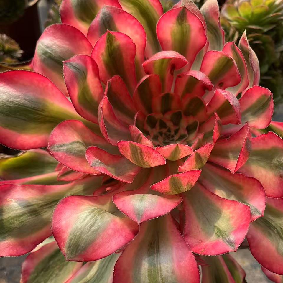 鑫艺法师园（法师锦）的头像