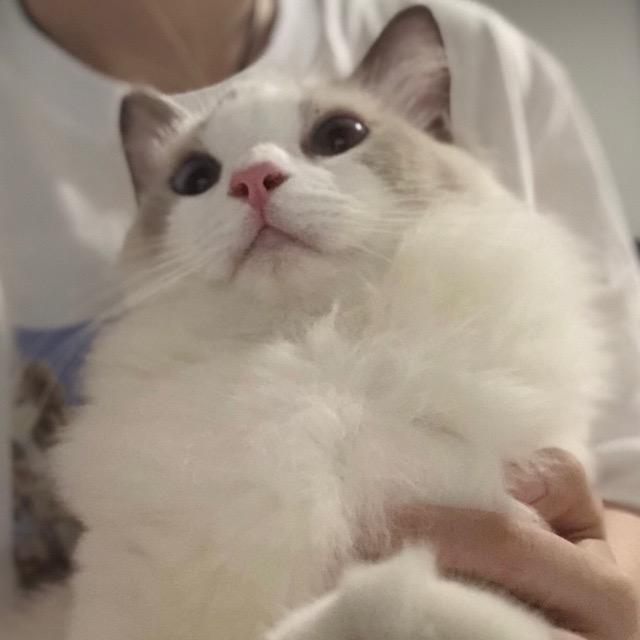 不玩手游