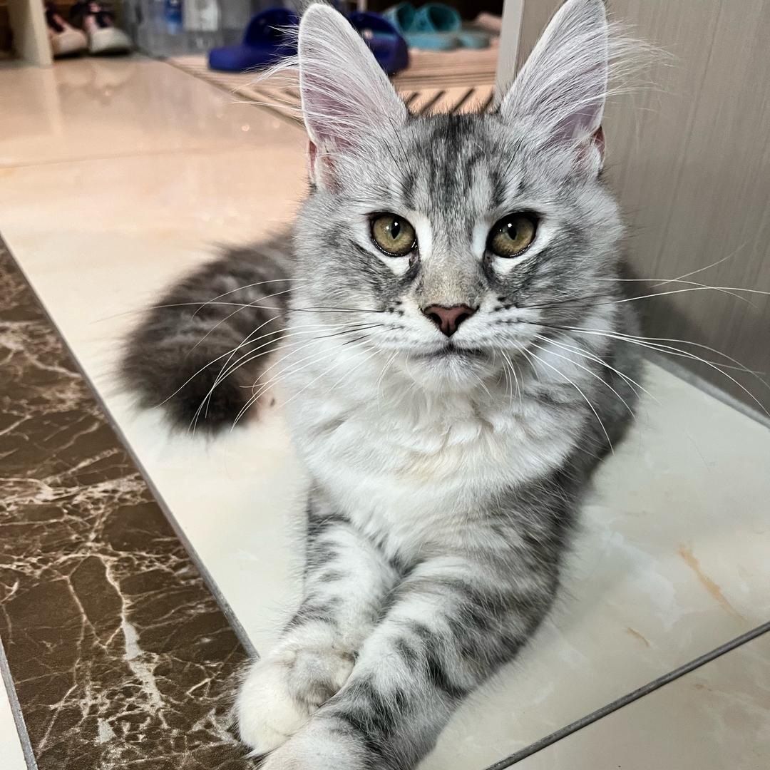 飞碟是只猫