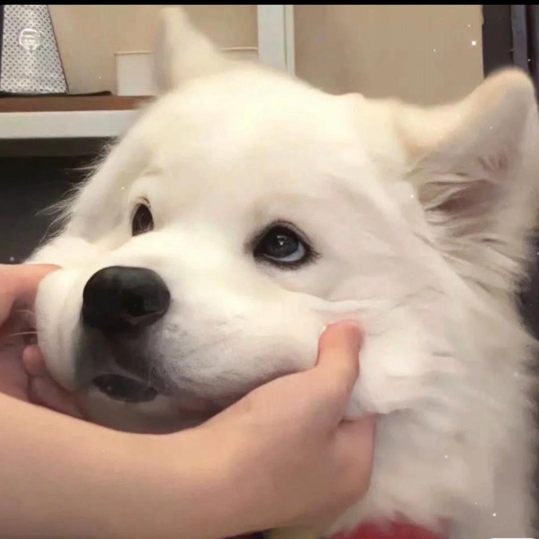 Q-