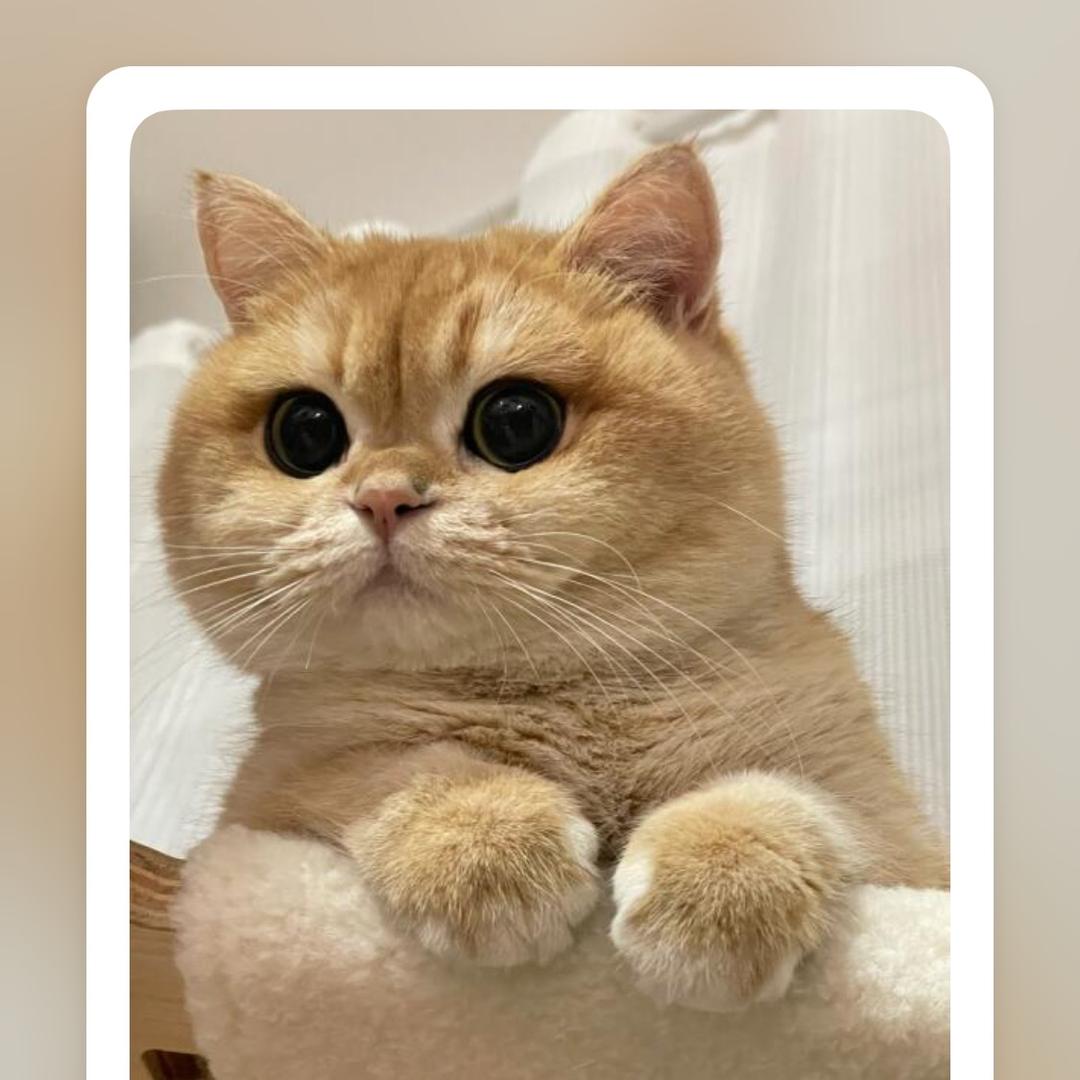 卡啦咪