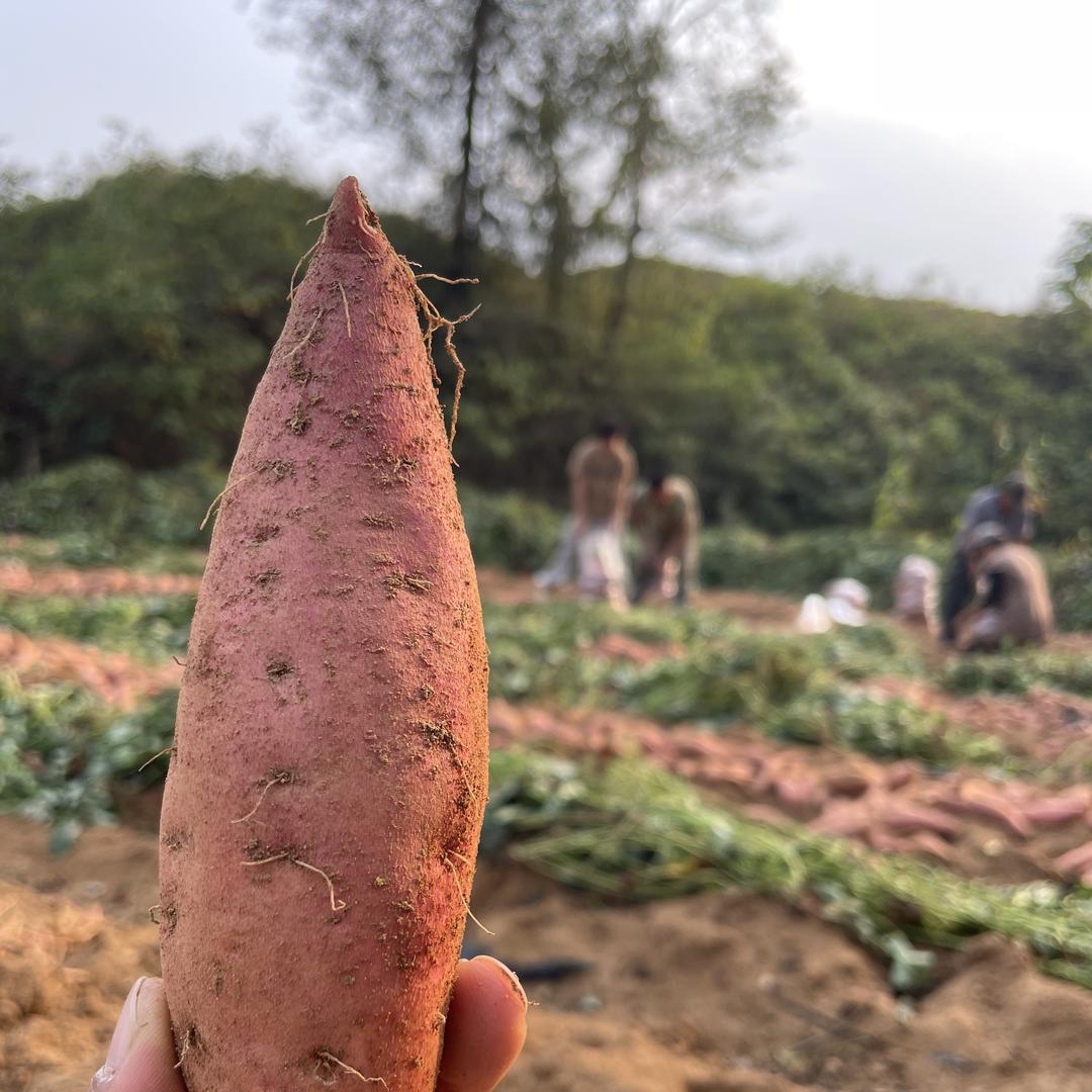 时和年丰农业合作社