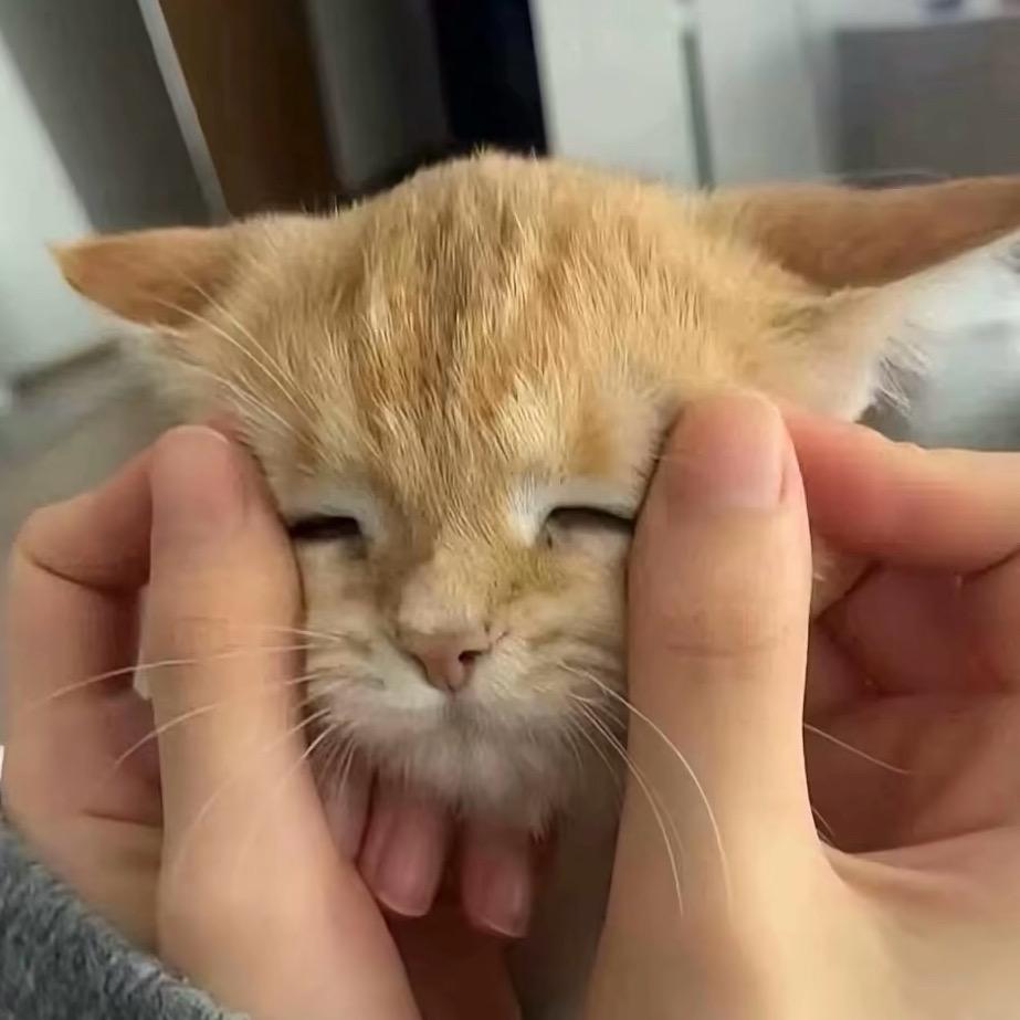 😼