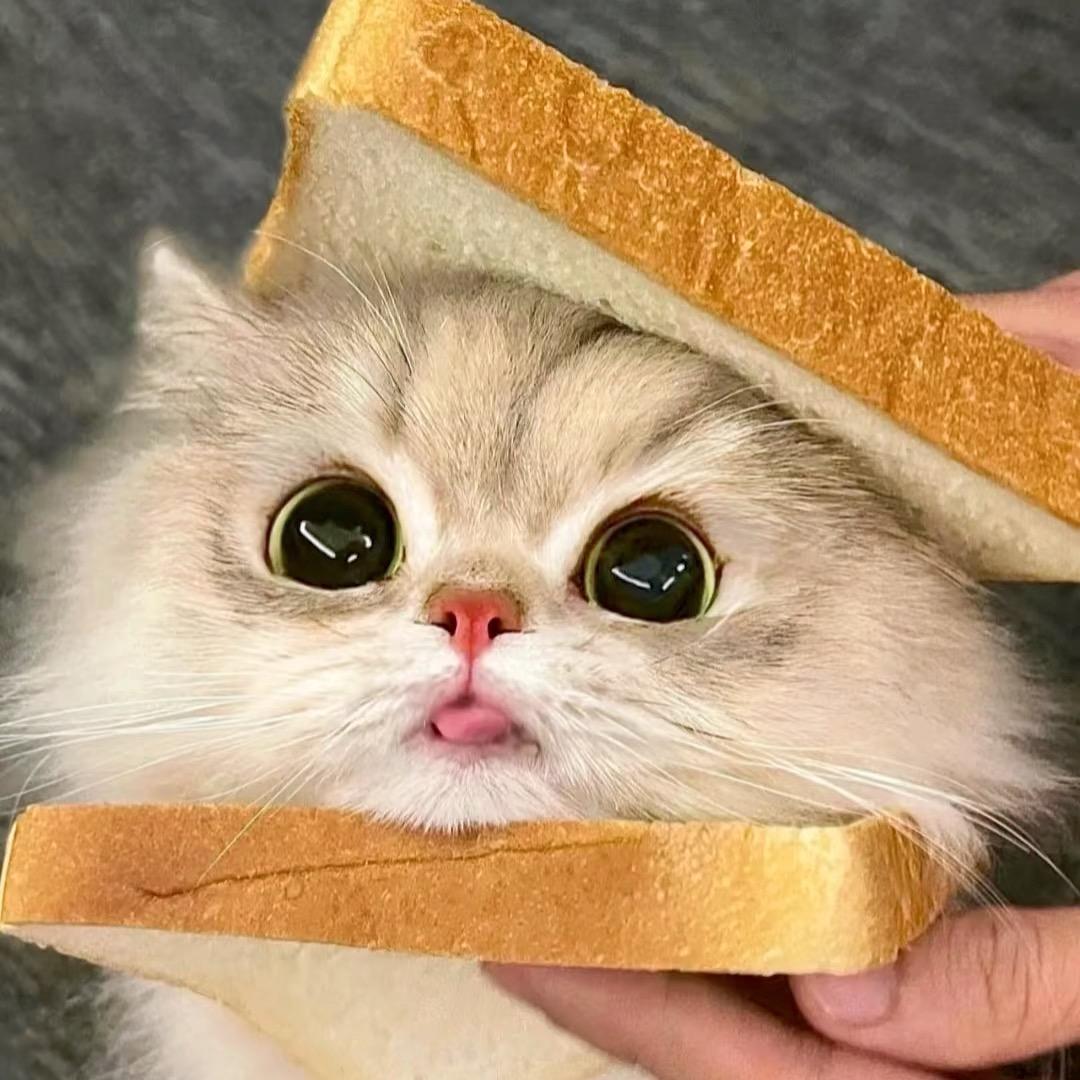 起司布丁🍮