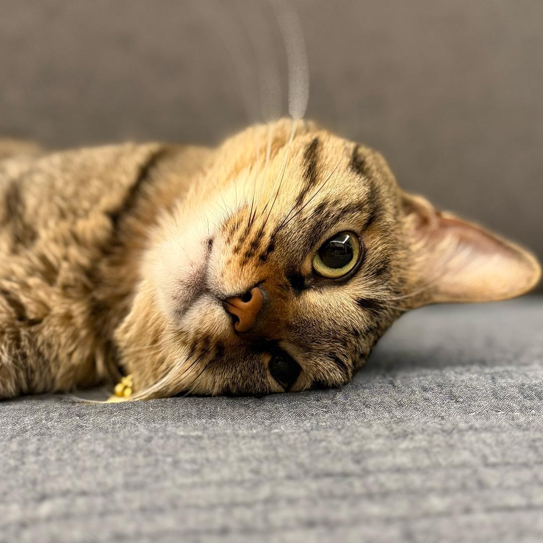 猫六拾
