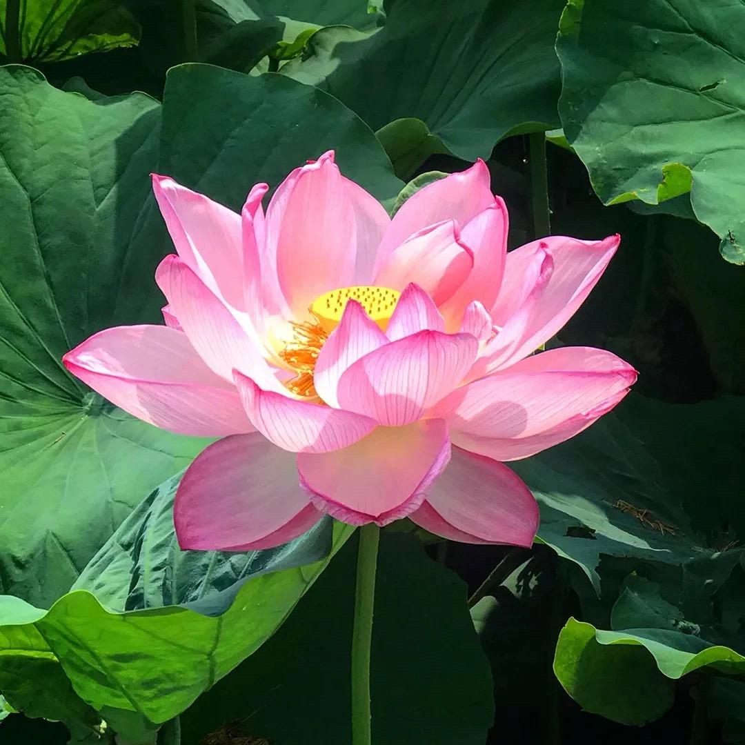 小新🌠（嫩蝶版）