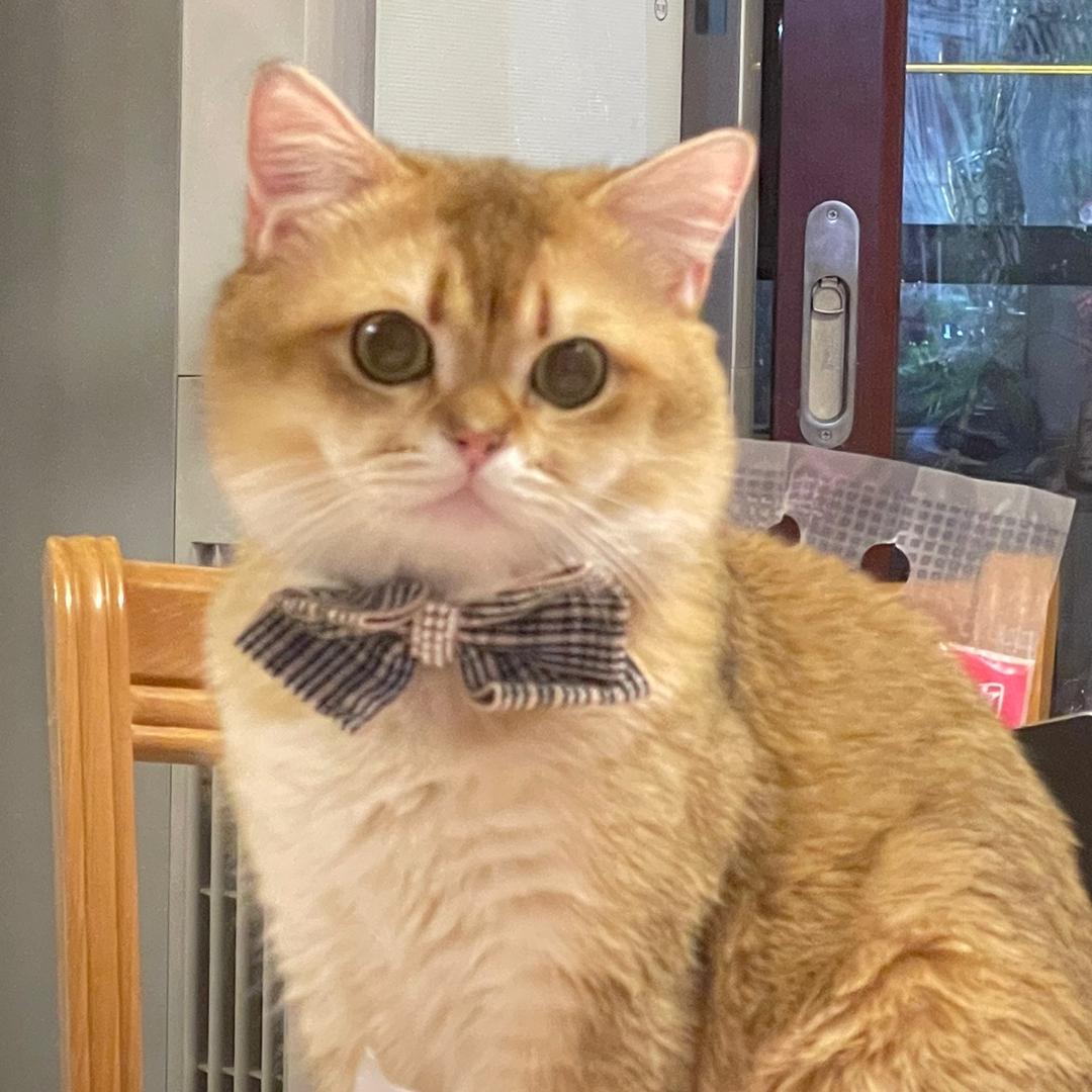 卷心菜是一只猫@yibo