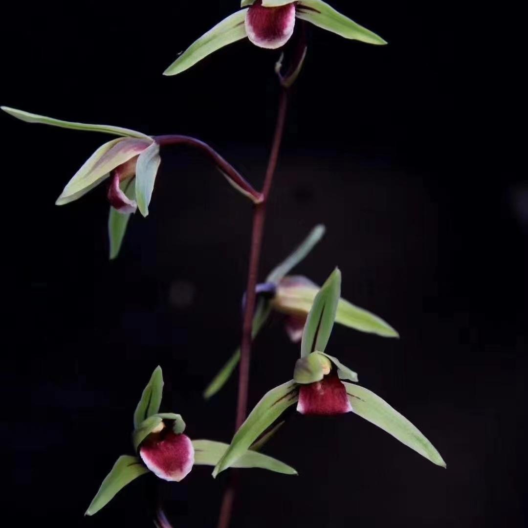 绿丽兰苑