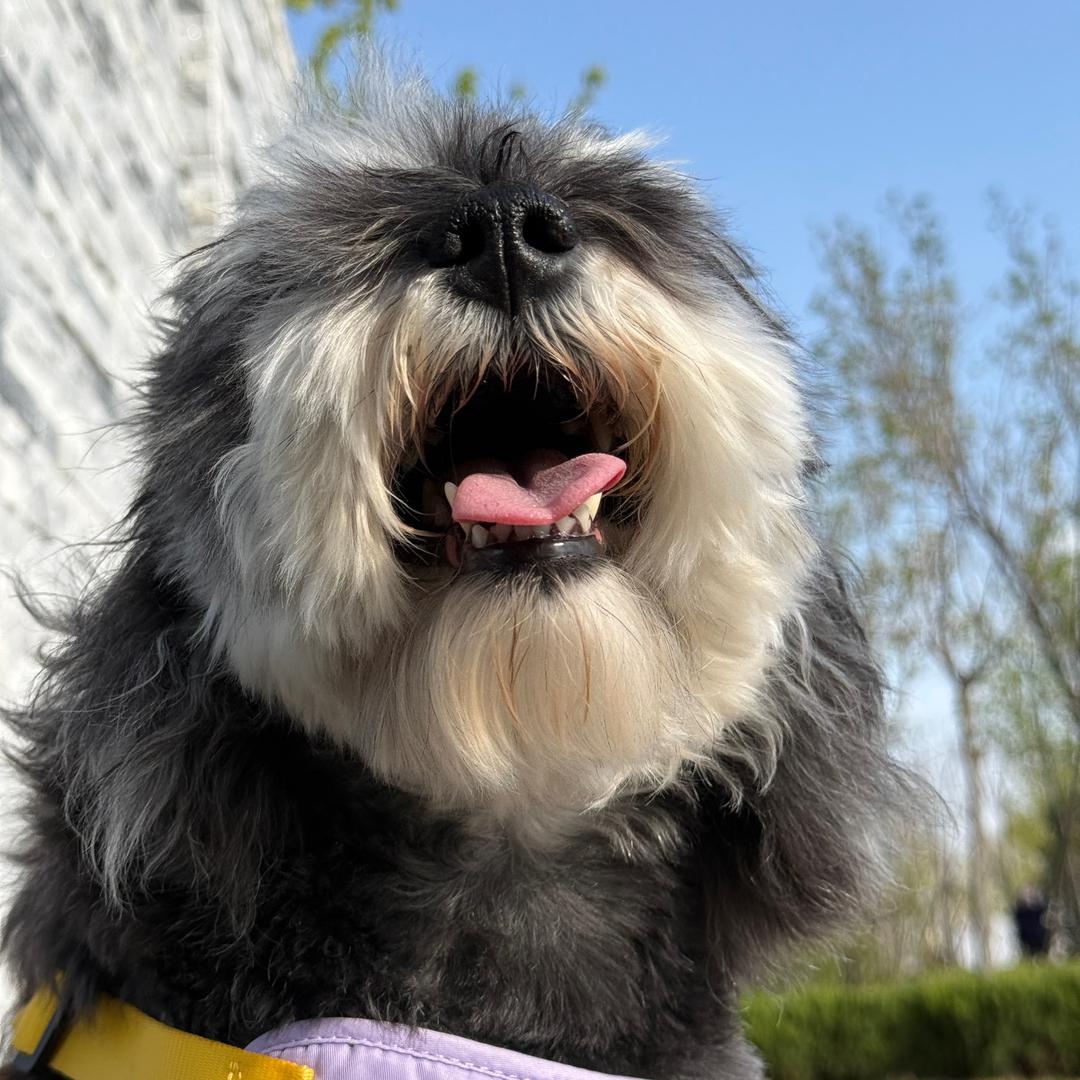 王十三（爱上班版）