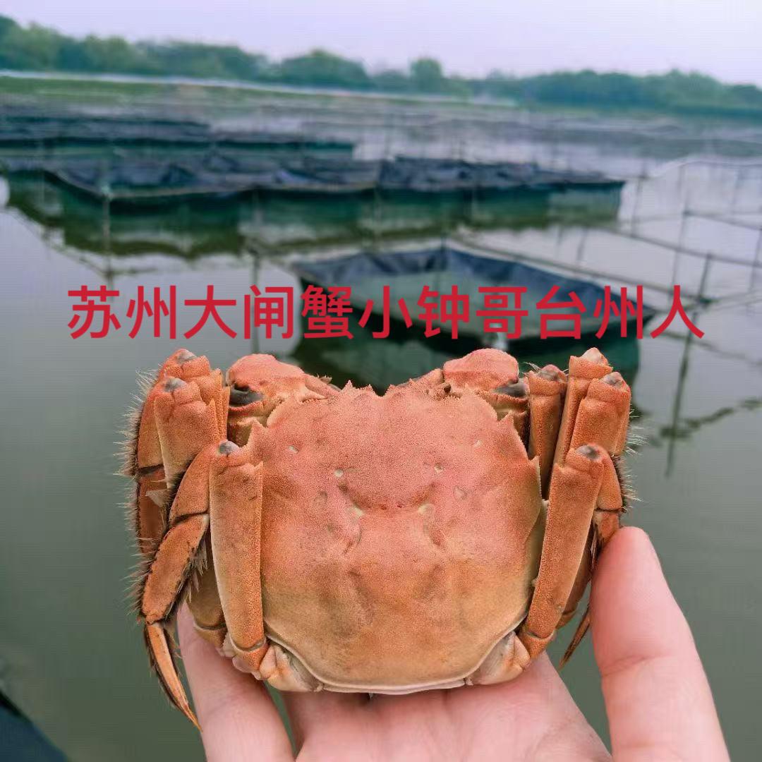 苏州大闸蟹小钟哥台州人