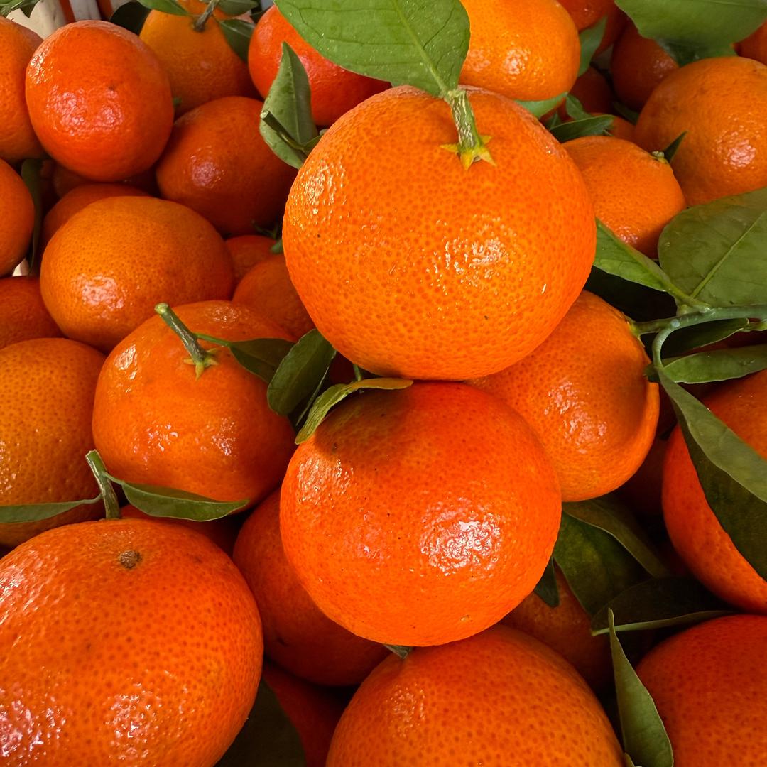 劉凱柑橘品类产地直供