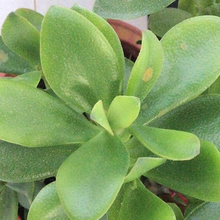 好有才