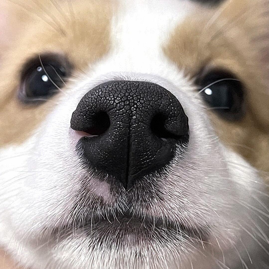小龙