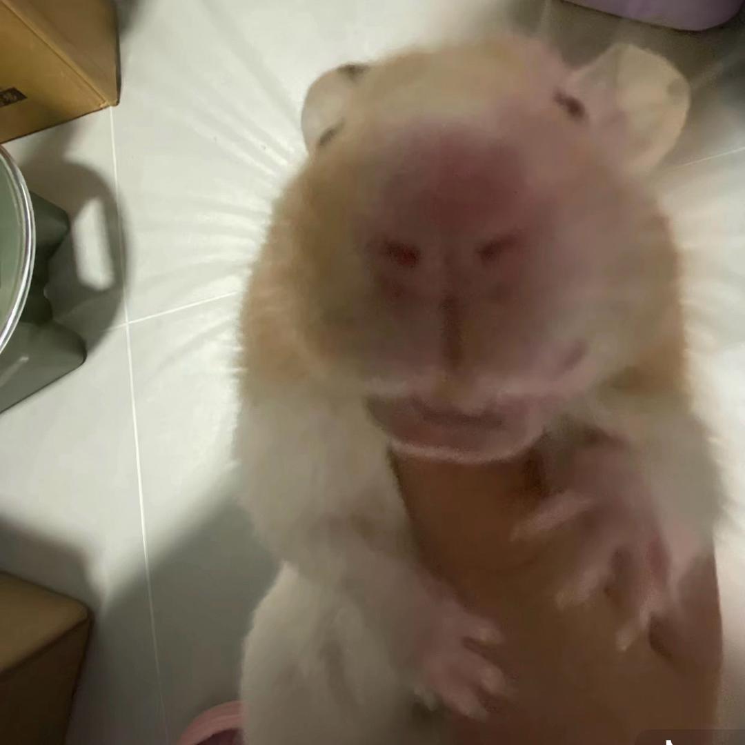 七七（组局版）