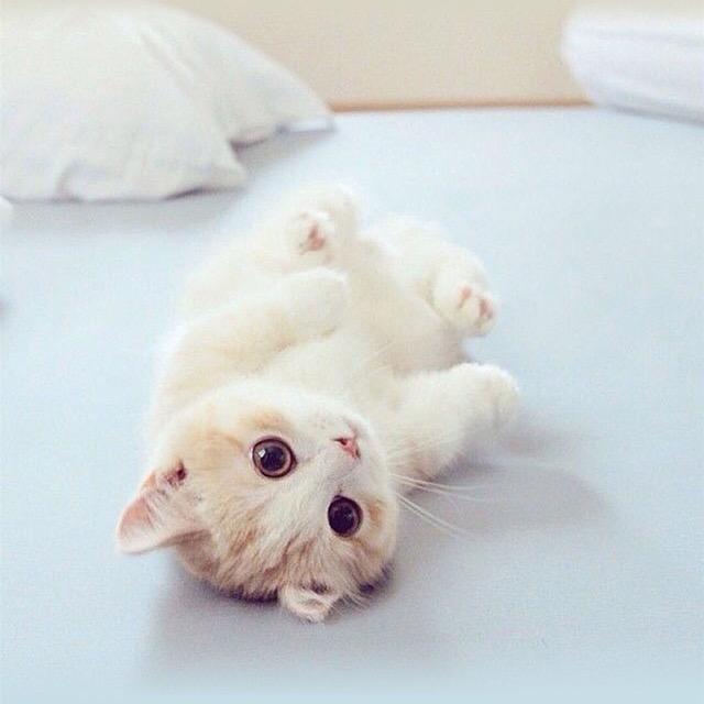 珊