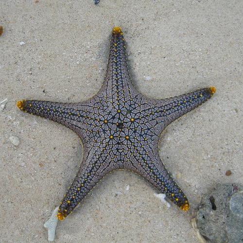 不起眼的小石头