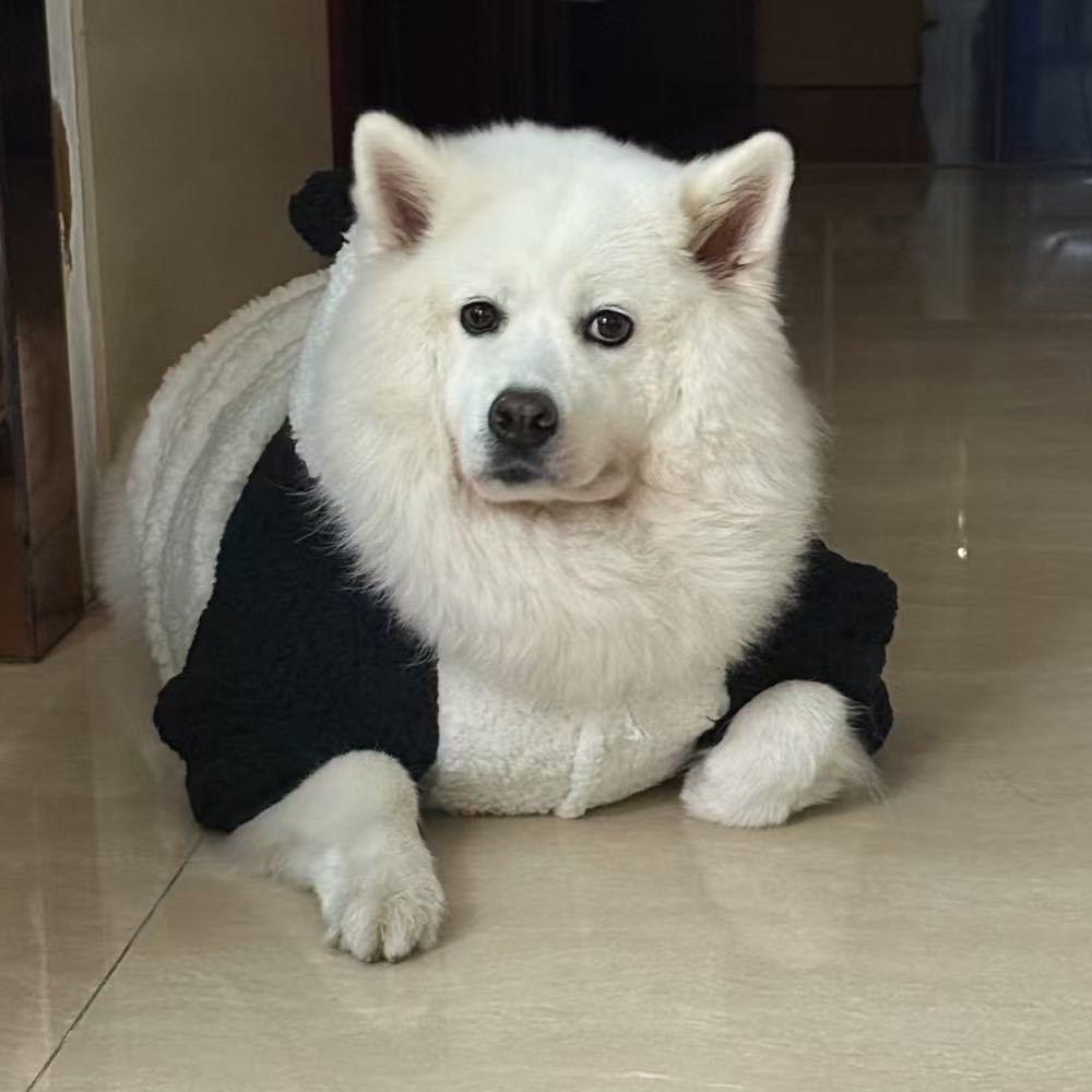 小杨