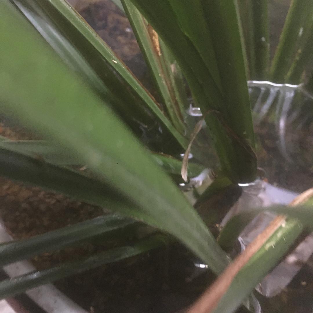 小黄老师🌹指甲问题