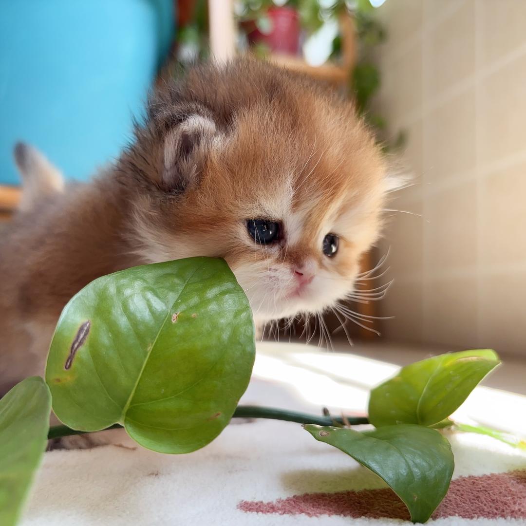 滁州 小泽猫舍🐈