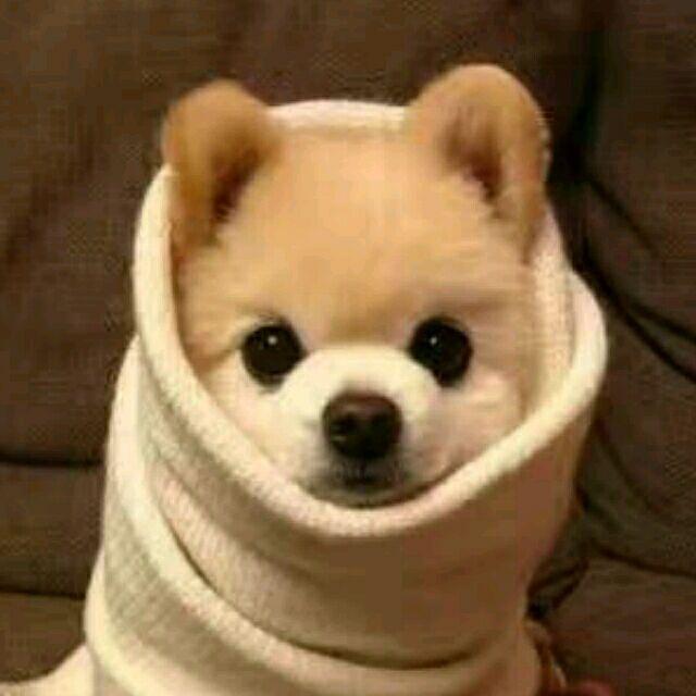 林一页