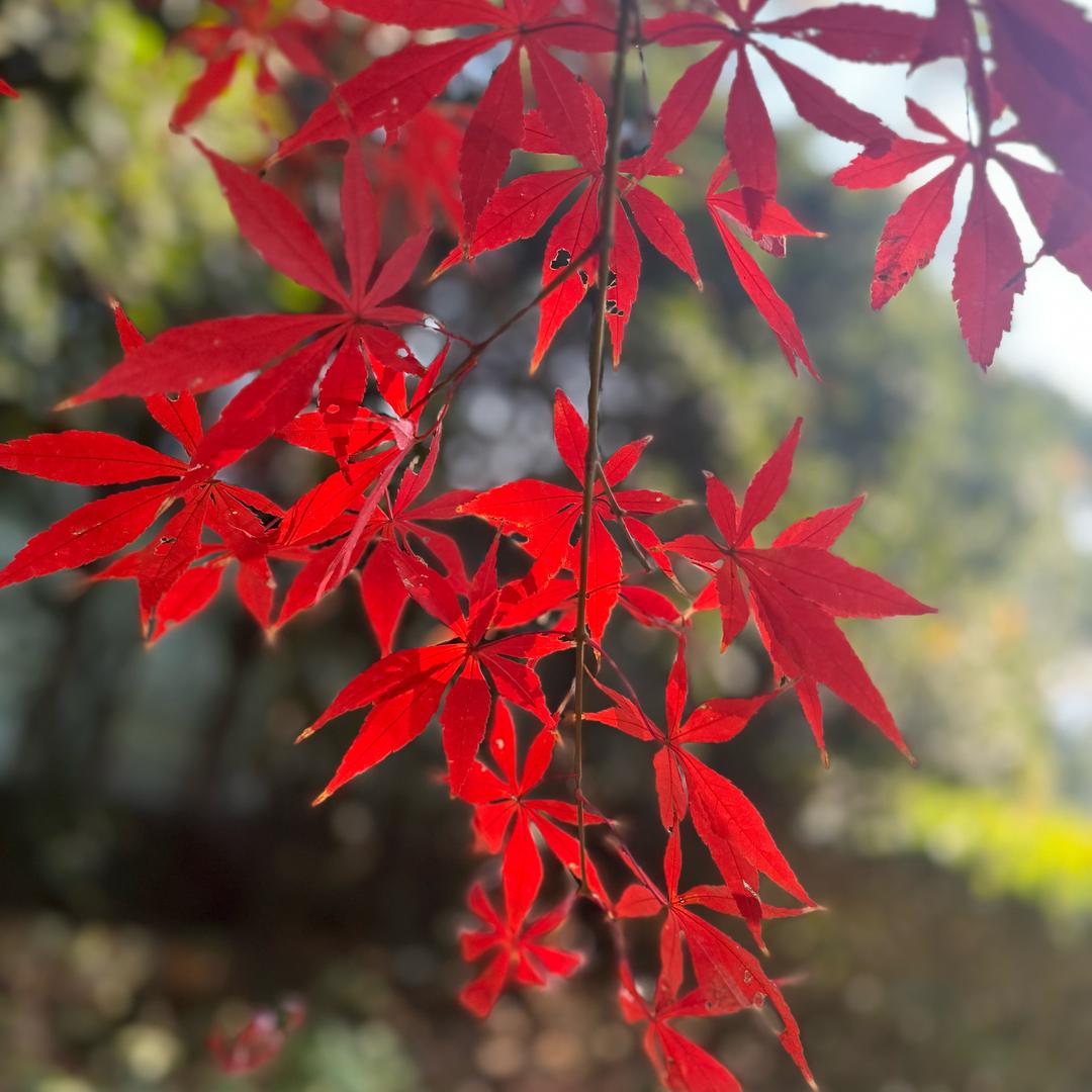 爱上榴莲（拒私聊）