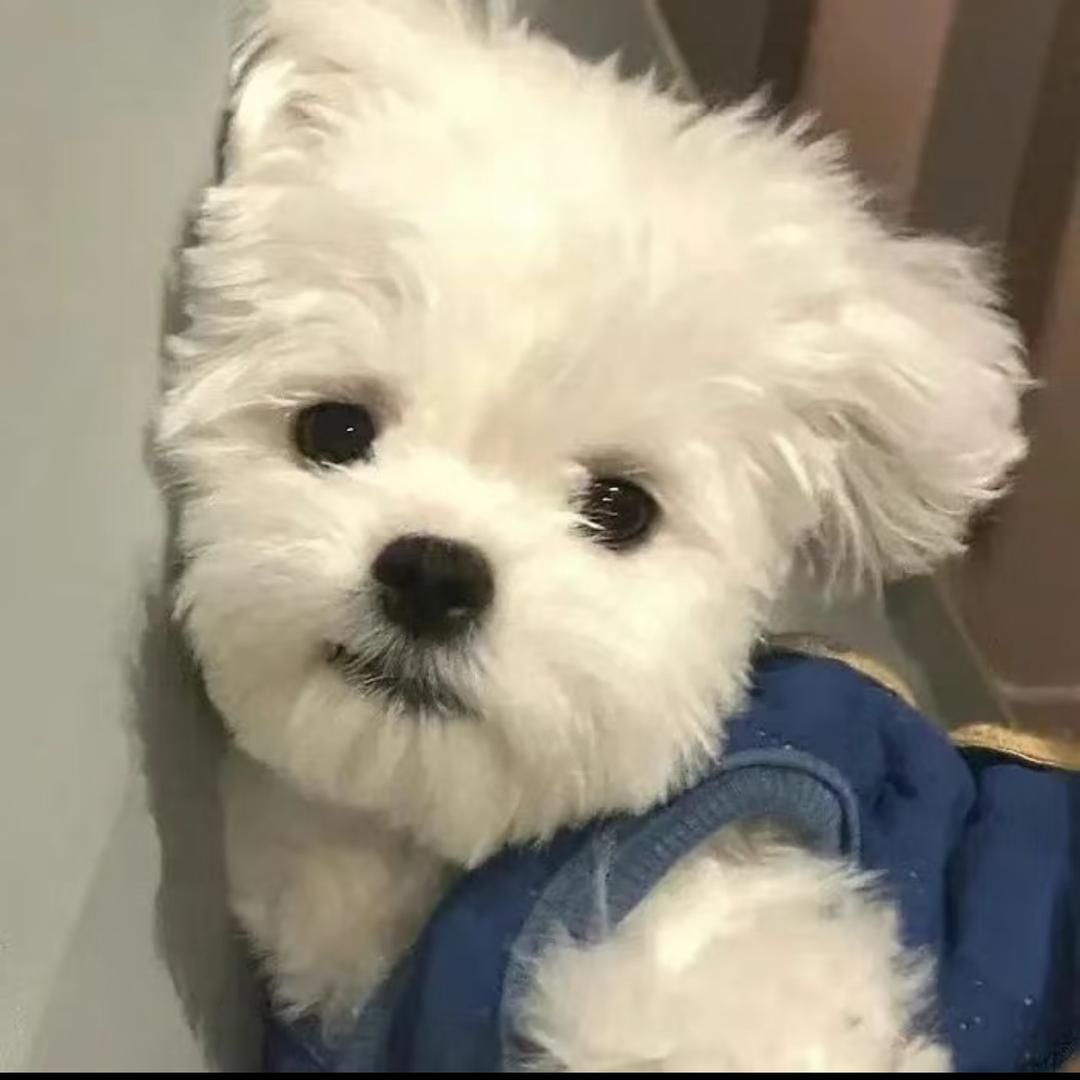 日落也会逃跑🌙