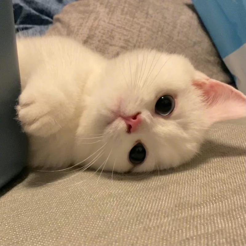 回眸一笑的猫咪
