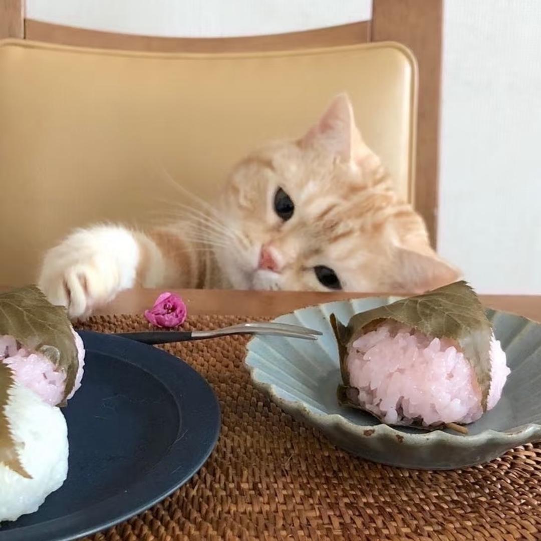 金子崽崽