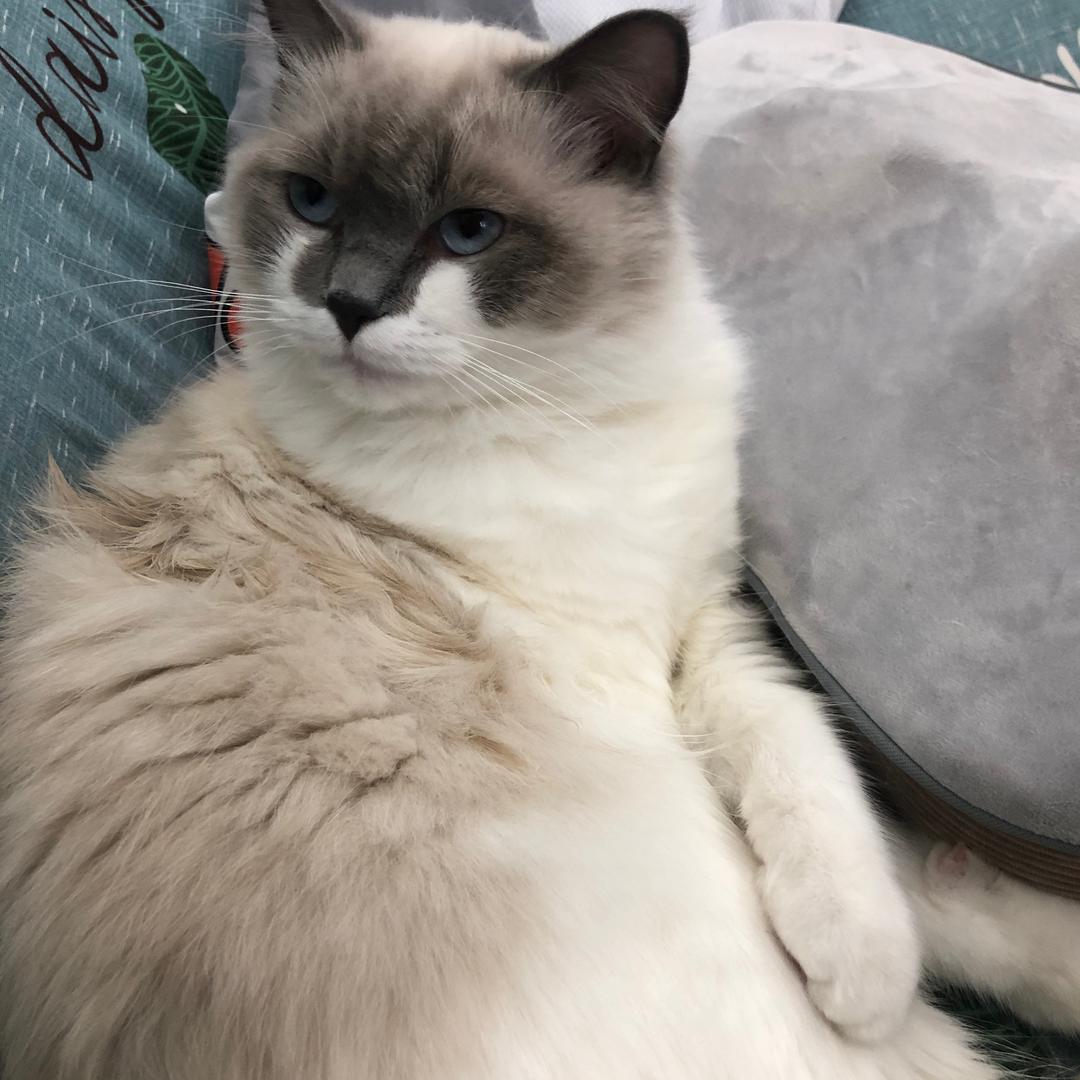 最爱榴莲菠萝蜜