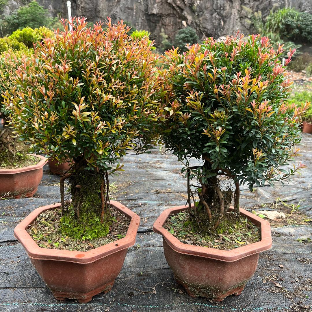 甜馨盆景园