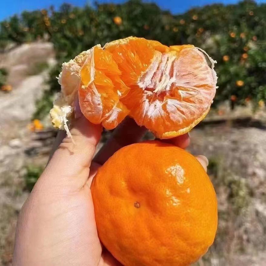 贪桔喔（涌泉蜜橘种植户）