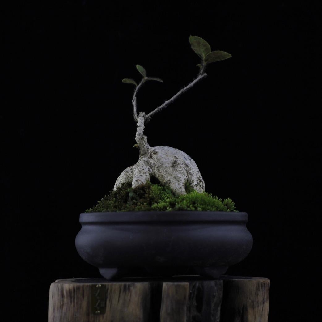 贝蕾花卉盆景