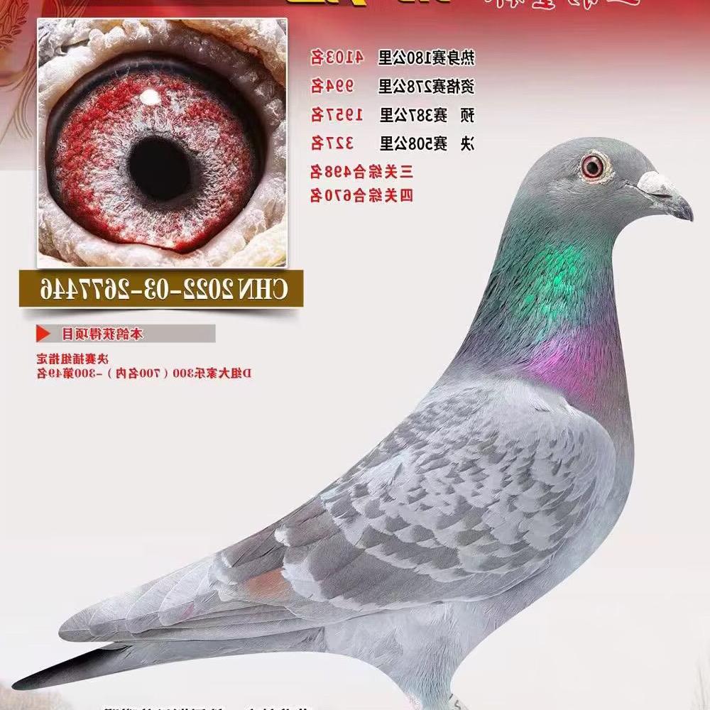 捷翔鸽店