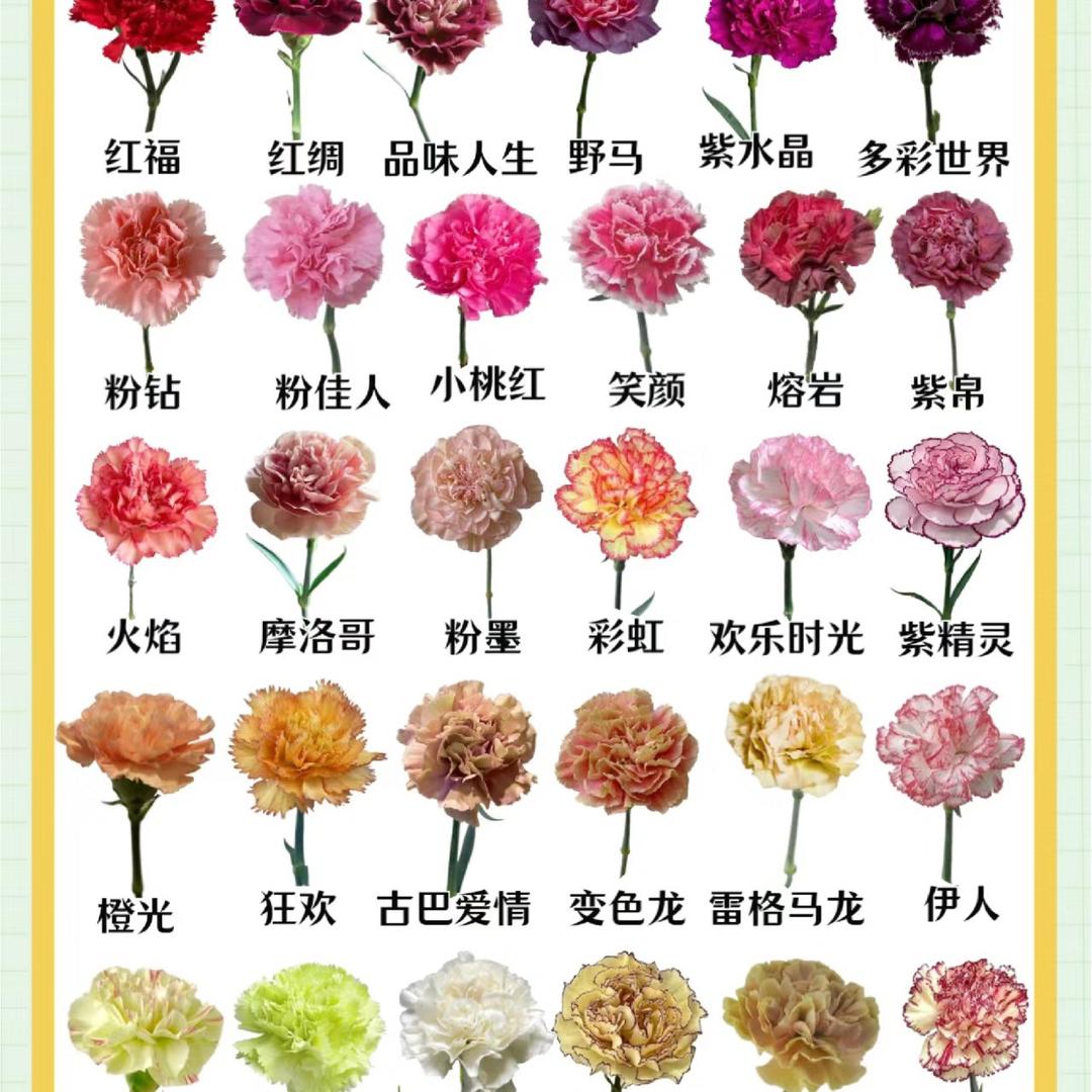 云花池鲜花基地