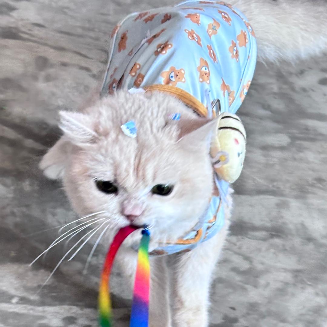 吐司耶耶耶🍞 🌈