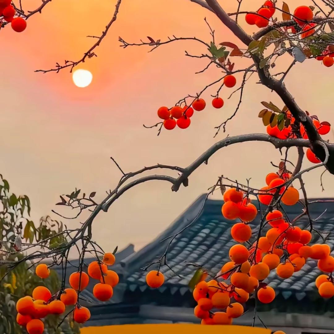 亚马逊热带雨林