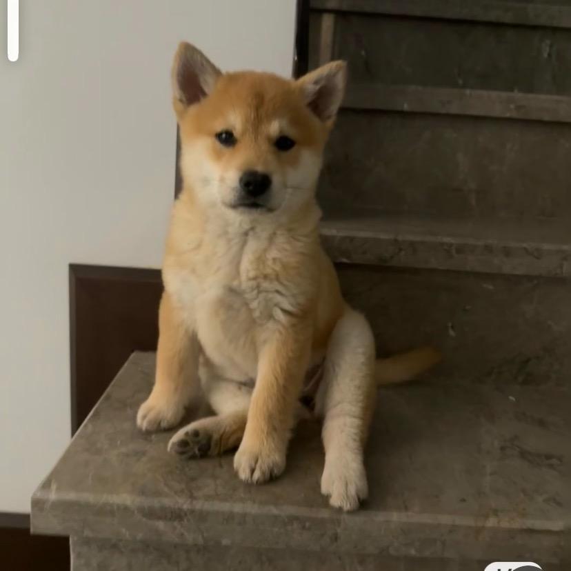 家有田园犬