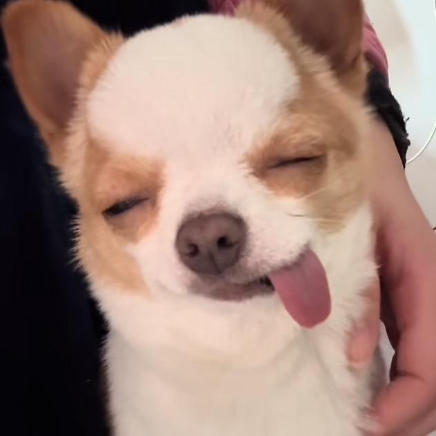 庞笑笑（减脂版）