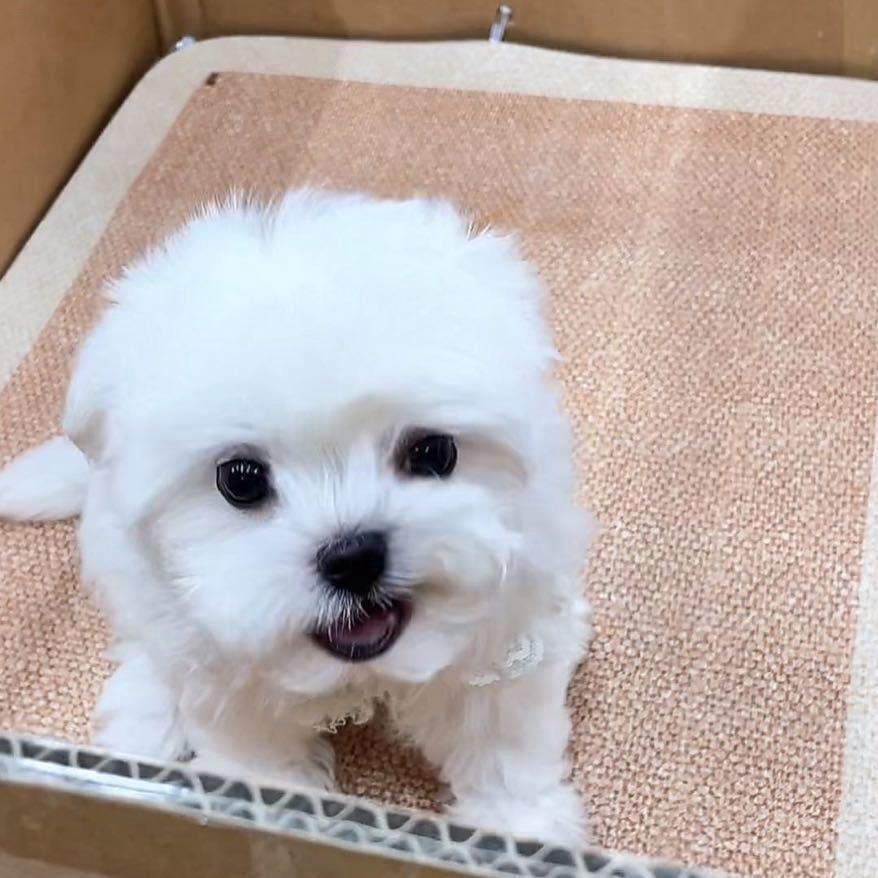 泽恩犬舍