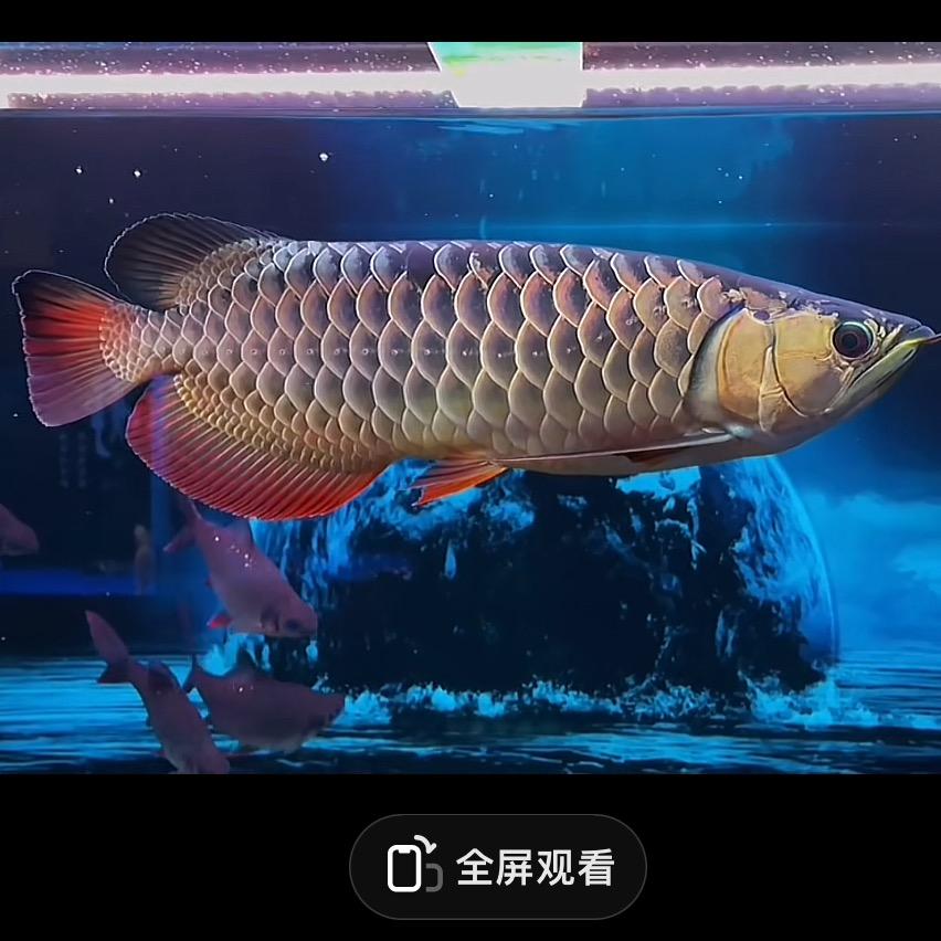 ℳ̶̶̶̶♡̶҉释怀ℳᥫᩣ