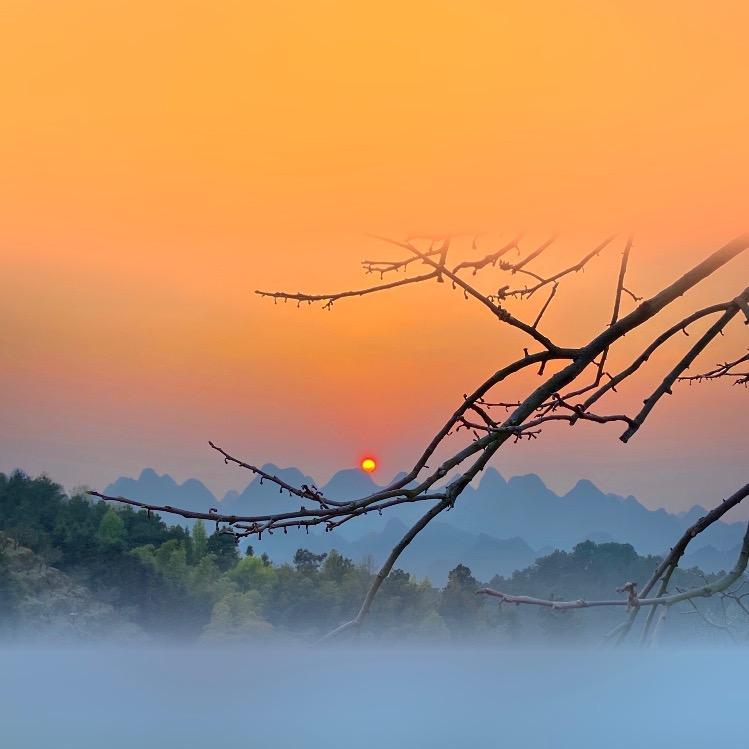 @桂林·向阳花木