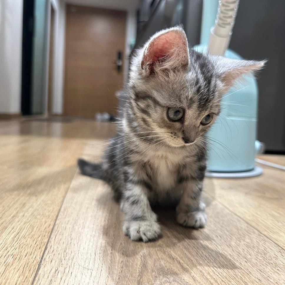 初三的Max🐱日常
