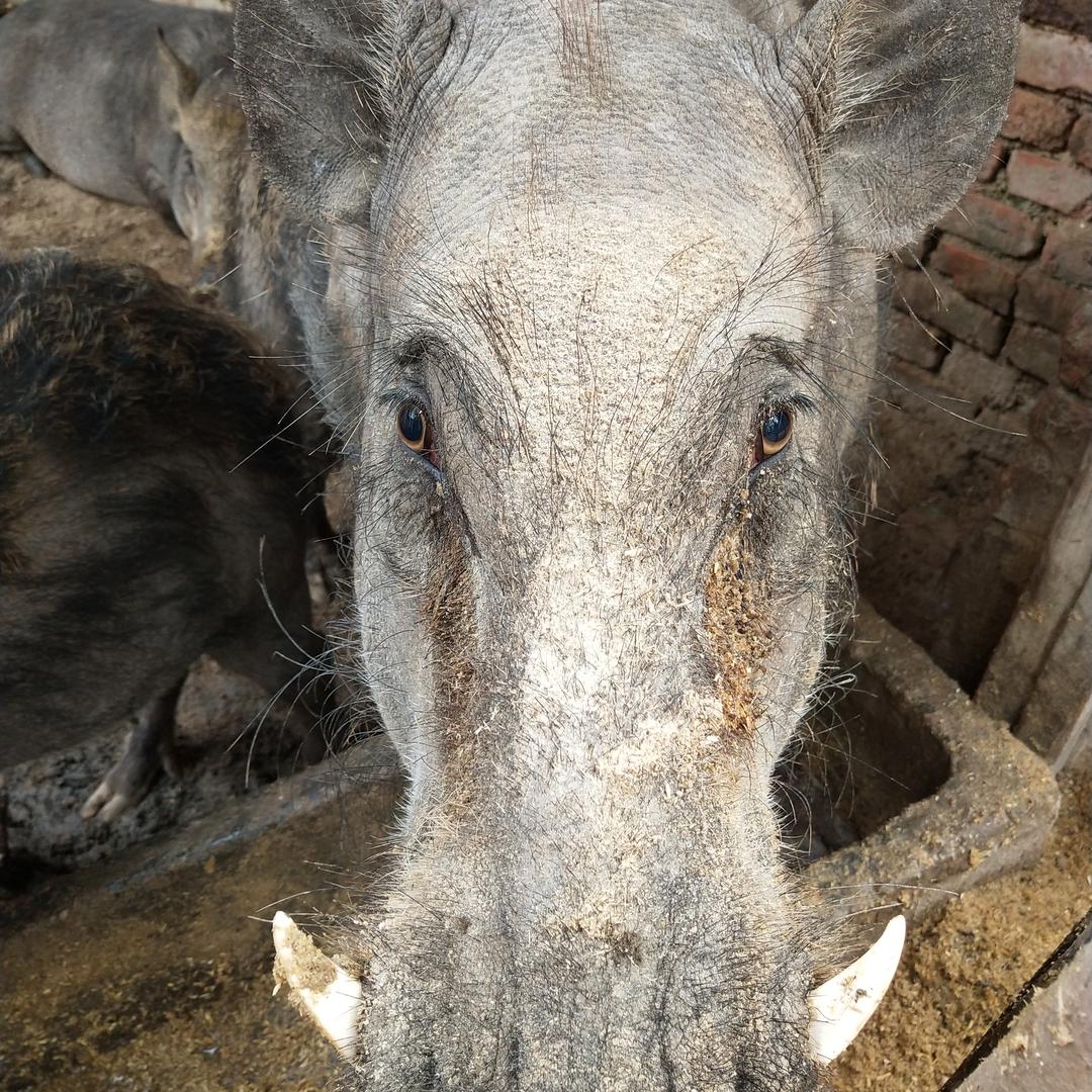 隆祥畜禽家庭农场