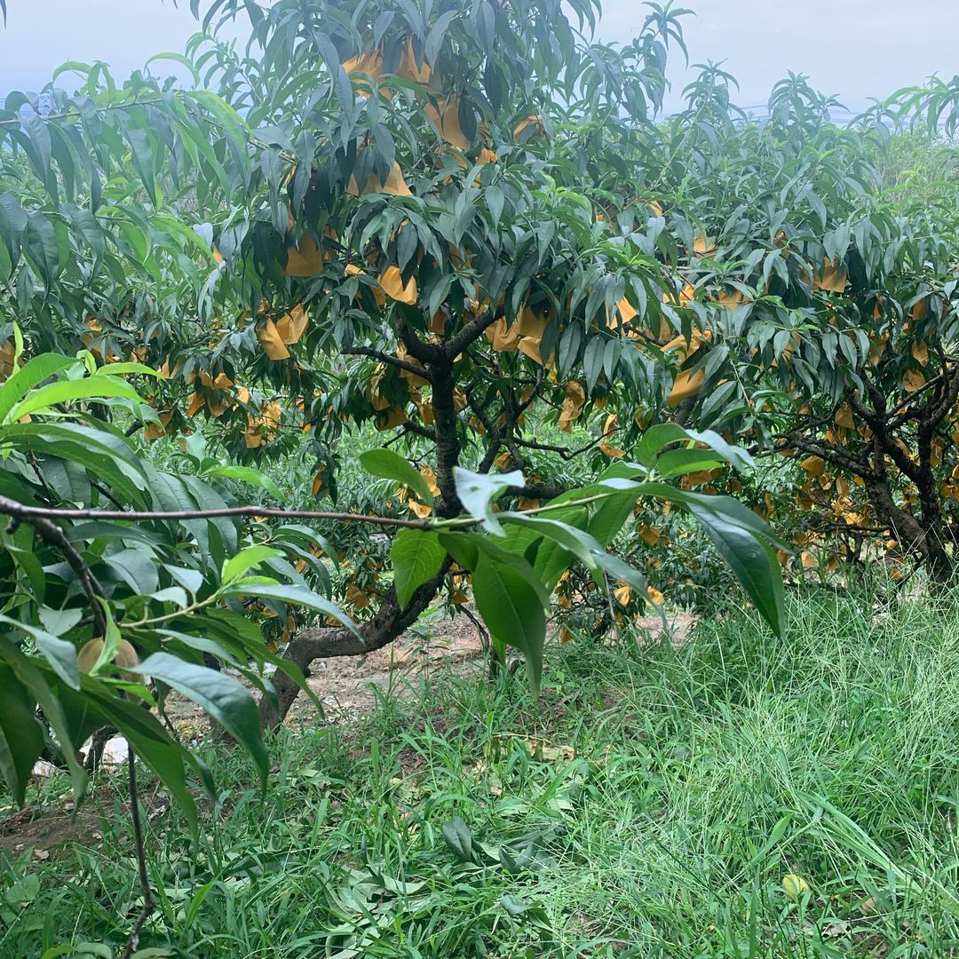 老黄与老史的农村生活