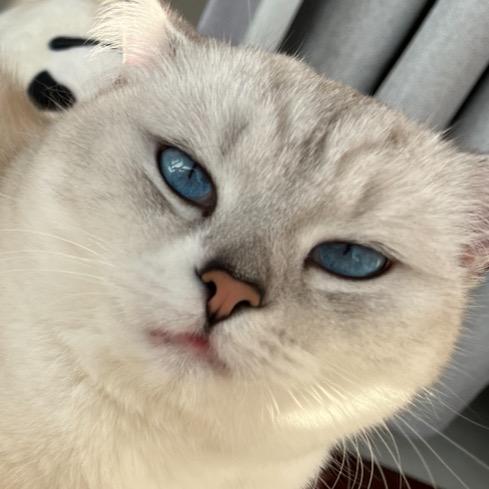 猫猫爱吃星星