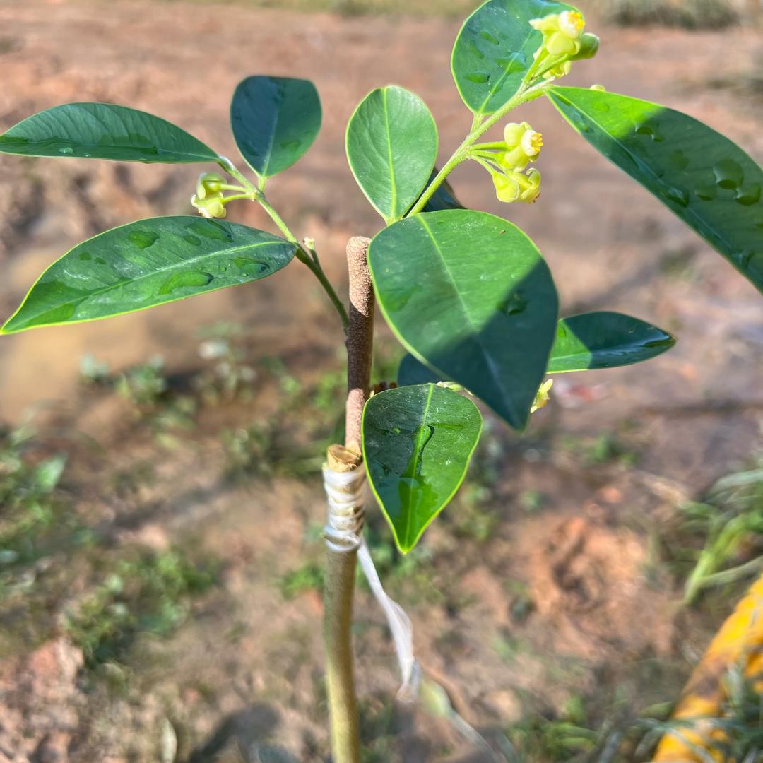棋楠源头产地直销