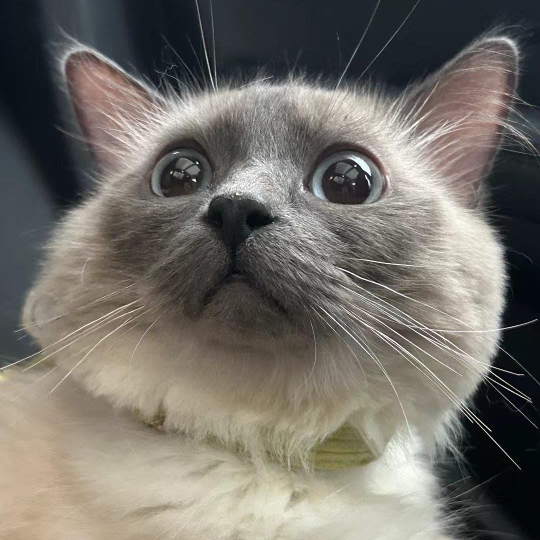 鱼🐳