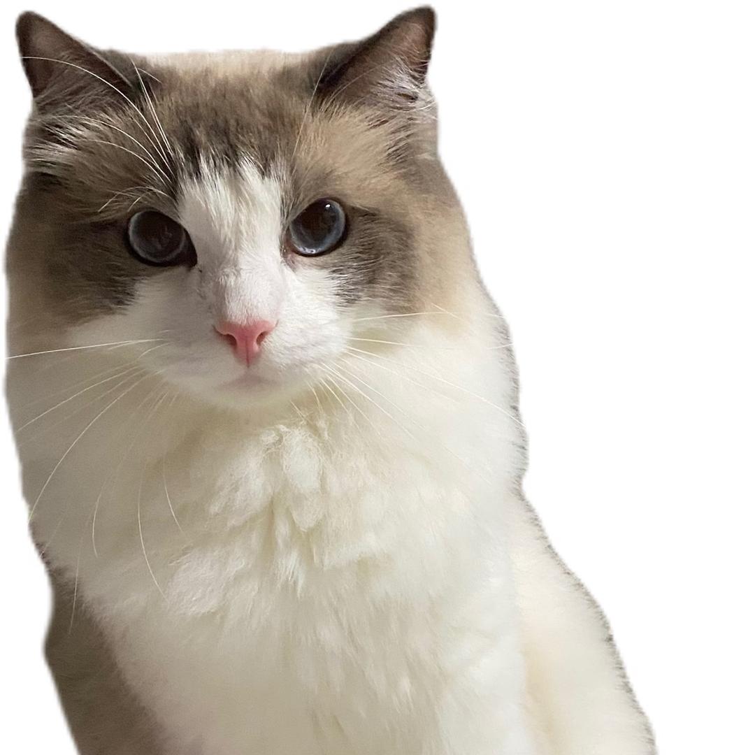 今天小何又贪吃了吗？