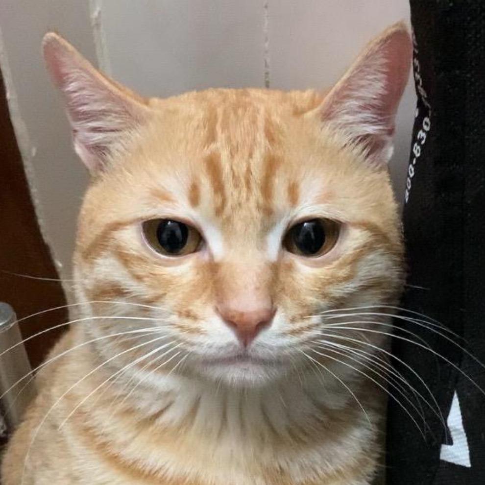 开朗的菠萝头@抖音